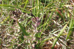 Bartsia alpina