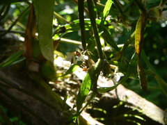 Scaphyglottis prolifera