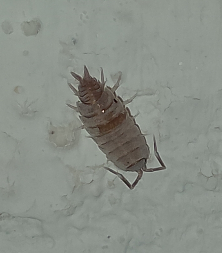 Powder Blue Isopod
