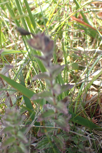 Bartsia alpina, photograph 2