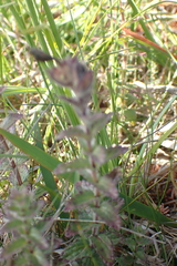 Bartsia alpina, photograph author not stated, no rights reserved