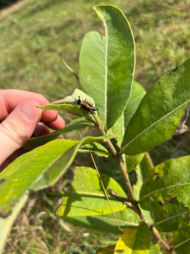 Milkweed Tussock Moth