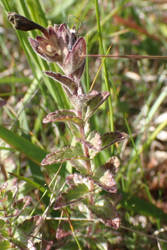 Bartsia alpina, photograph 1