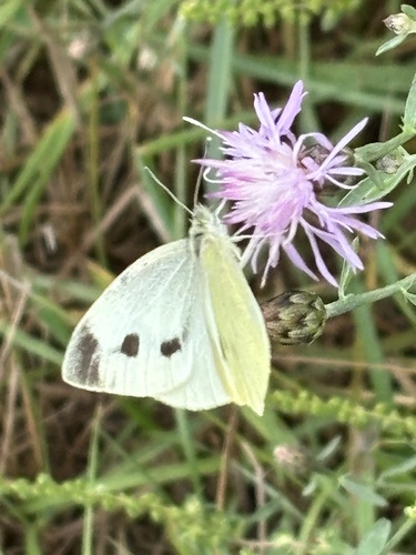 Small White