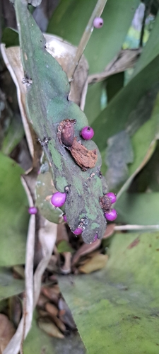 Rhipsalis russellii
