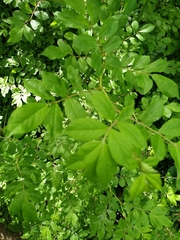 Rosa multiflora