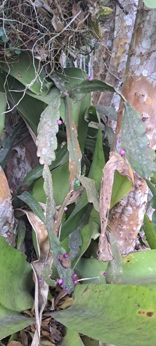 Rhipsalis russellii, photograph 1