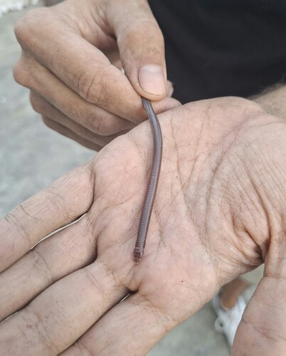 Southwest Iberian Worm Lizard
