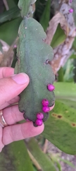 Rhipsalis russellii, photograph (c) Marcio Santos Ferreira, some rights reserved (CC BY)