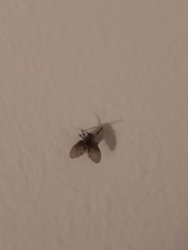 Bathroom Moth Fly