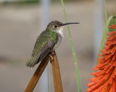 Elliotomyia chionogaster