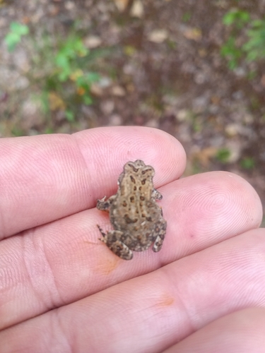 American Toad