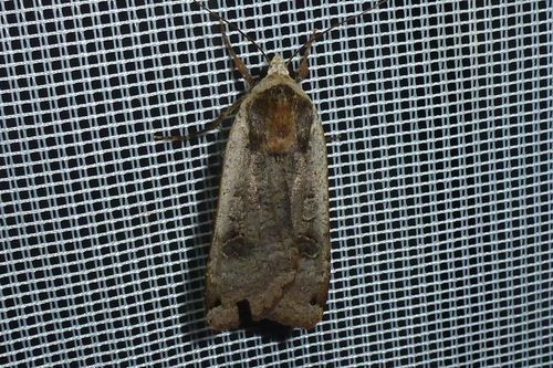 Large Yellow Underwing