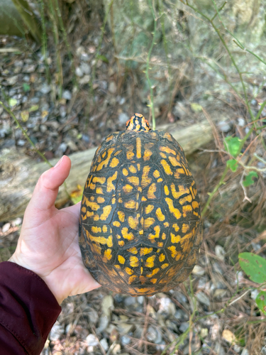 Eastern Box Turtle