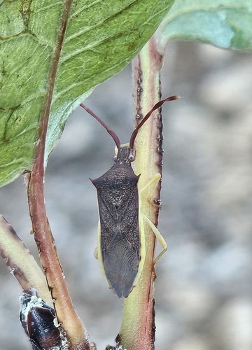 Plinachtus imitator