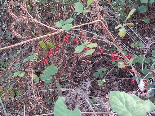 Black Bryony