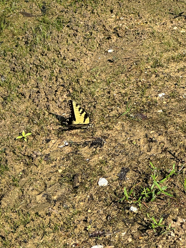 Eastern Tiger Swallowtail