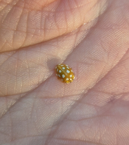 Orange Ladybird