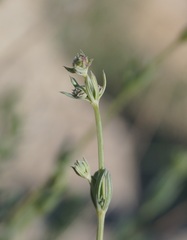 Galium xeroticum
