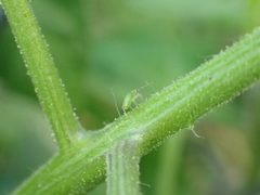 Engytatus modestus