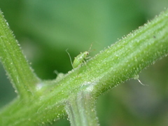 Engytatus modestus