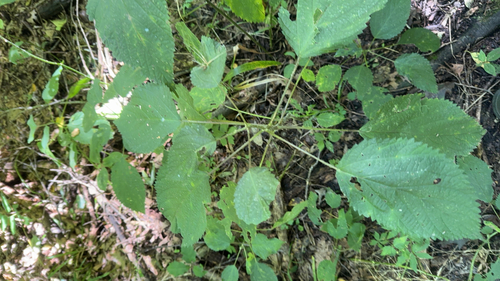 wood nettle