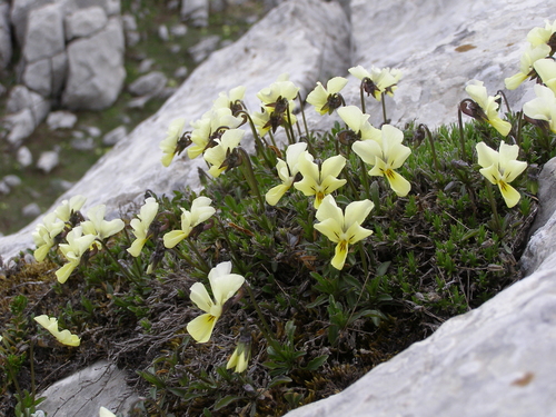 Viola oreades