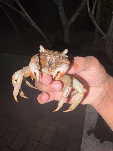 pink-and-white fingered vinegar crab