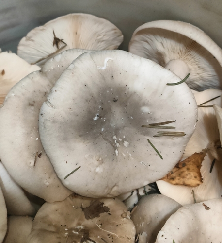 Cloudy Clitocybe