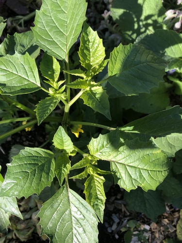 Large-flowered Tomatillo
