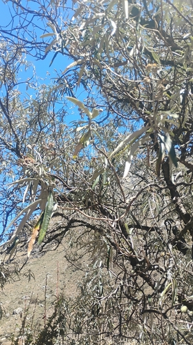 Buddleja incana, photograph 3