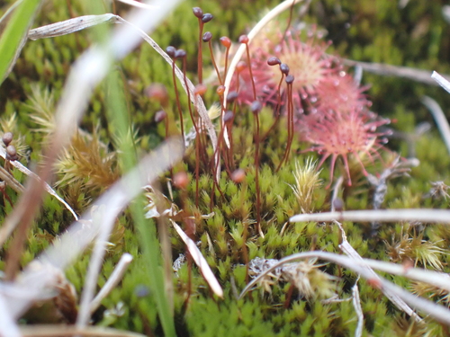 Catoscopium nigritum observed 2026-08-02