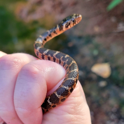 Plain-bellied Watersnake