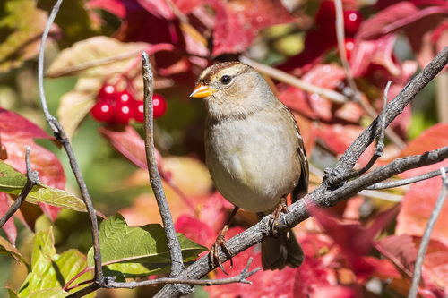 White-crowned Sparrow