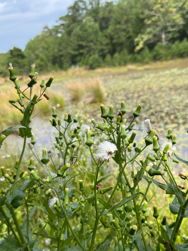 American burnweed