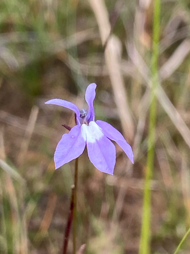 Kalm's Lobelia