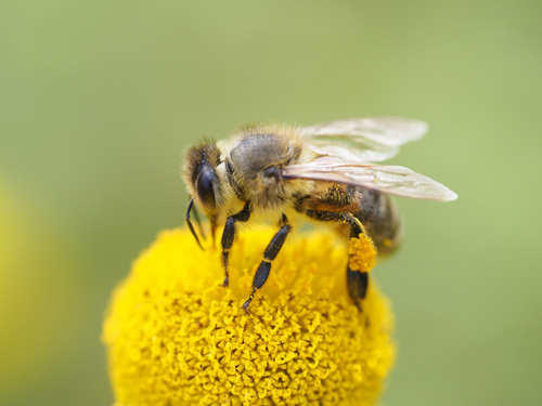 Western Honey Bee
