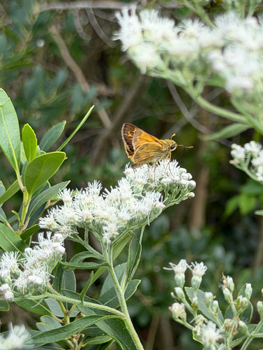 Huron Skipper