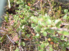 Betula nana, photograph author not stated, no rights reserved