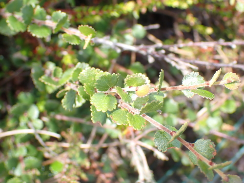 Betula nana, photograph 4