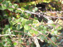 Betula nana, photograph author not stated, no rights reserved