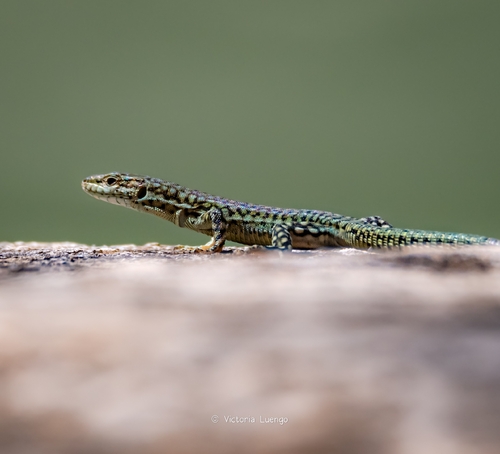 Green Iberian Wall Lizard