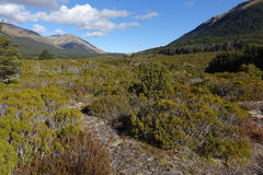Halocarpus bidwillii