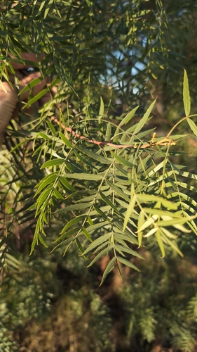Peruvian Pepper Tree
