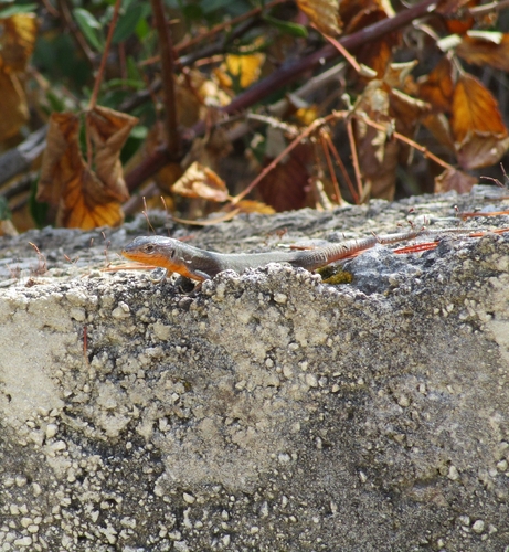 Dalmatian Wall Lizard