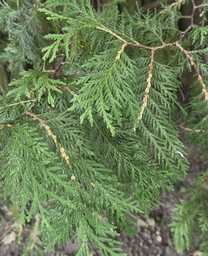 northern whitecedar