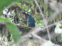 Andigena laminirostris