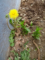 Taraxacum officinale
