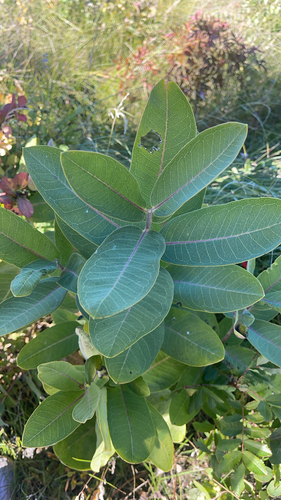 common milkweed