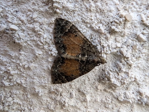 Marbled Carpet Moth
